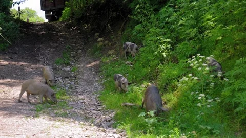 Wild boars and piglets foraging in nature Stock Footage 345347108