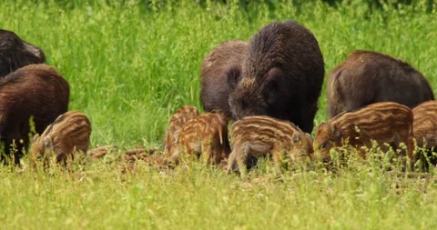 Wild boars and their piglets eating bare corn cobs and grass Stock Footage 260302116
