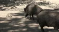 Wild boars with babies under tree shadow sandy ground HD Footage