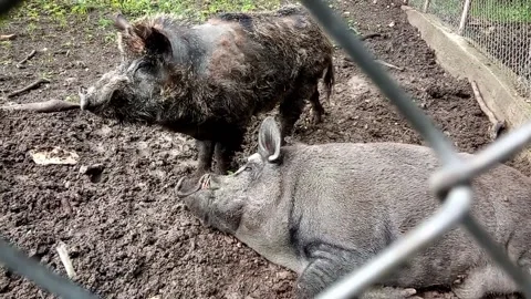 Wild boars at the botanical garden Stock Footage 162616522