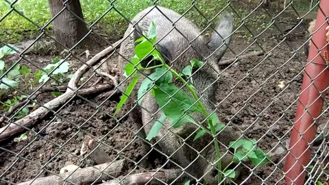 Wild boars at the botanical garden Stock Footage 162616583
