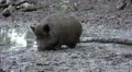 Wild boars close up digging muddy ground at rainy day HD Footage