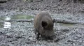 Wild boars close up digging muddy ground at rainy day HD Footage
