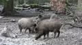 Wild boars close up digging muddy ground at rainy day HD Footage