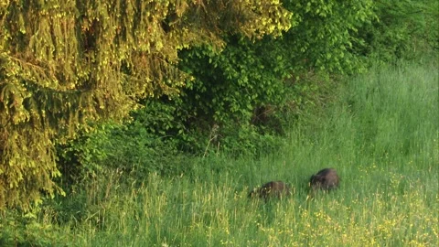 Wild boars come from the forest Stock Footage 301783782