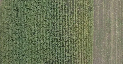 Wild boars in a corn field Stock Footage 81888474