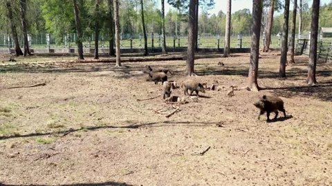 Wild boars detect something strange and ran away, disturbing animals,  hunting Stock Footage 231797265