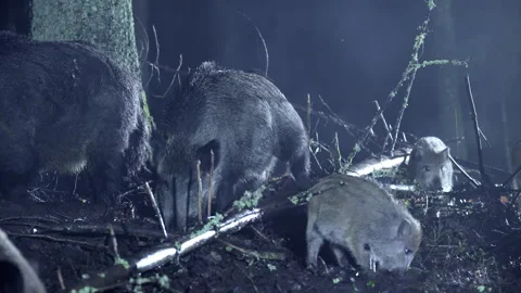 Wild boars of different ages, Sus scrofa, forage in the forest on a cold night Video stock 271152901