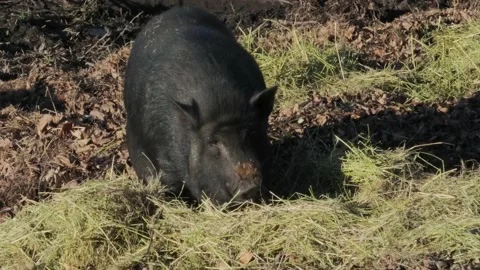 Wild boars dig the soil with a snout, dig a hole in the ground Stock Footage 229724065