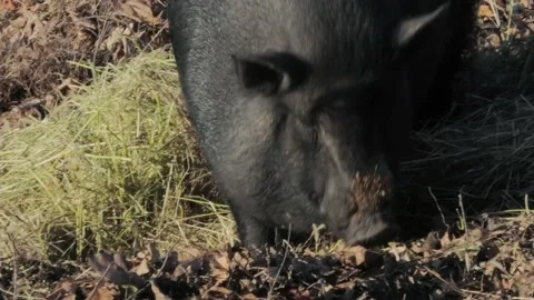 Wild boars dig the soil with a snout, dig a hole in the ground Stock Footage 229724119