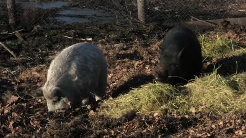 Wild boars dig the soil with a snout, dig a hole in the ground Stock-Footage 229724147