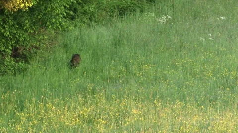 Wild boars disappear into the forest Stock Footage 301783773