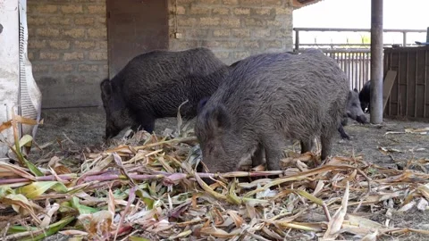 Wild boars eat corn stalk Stock Footage 145114640