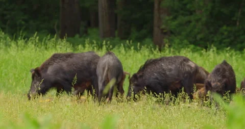 Wild boars eating corn cobs in wooded area Stock-Footage 260234717