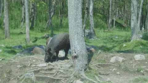 Wild Boars Eating in Forest Stock Footage 79219764