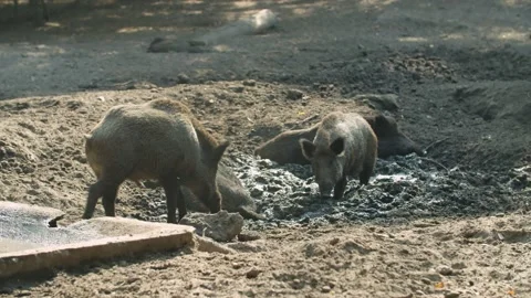 Wild Boars enjoying time in the mud/ Wildpark  Vídeos de archivo 144608863