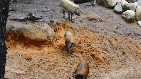 Wild boars explore a rocky area in the forest during afternoon hours with surrou Stock Footage 337530056