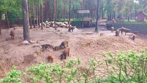 Wild boars explore their habitat in a forested area during the afternoon hours Vídeo Stock 325052893