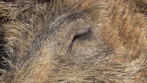 Wild boar's eye (Sus scrofa) Stock-Footage 73311359