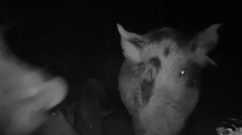 Wild Boars Fighting Stock-Footage 53857580