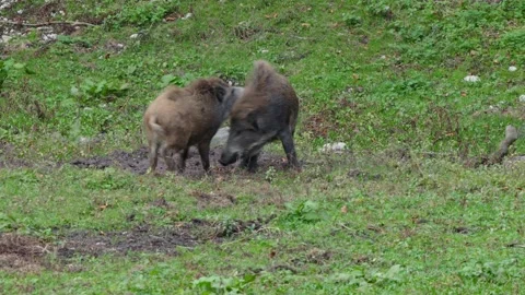 Wild boars fighting Stock Footage 292917301