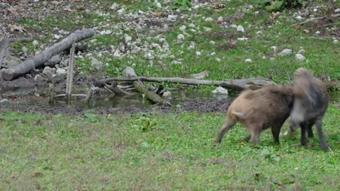 Wild boars fighting Stock Footage 292917311