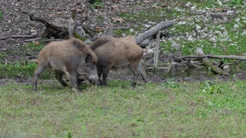 Wild boars fighting Stock Footage 292917320