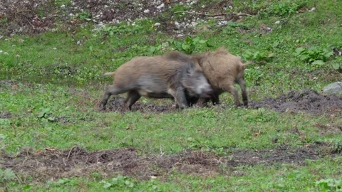 Wild boars fighting Stock Footage 292917339