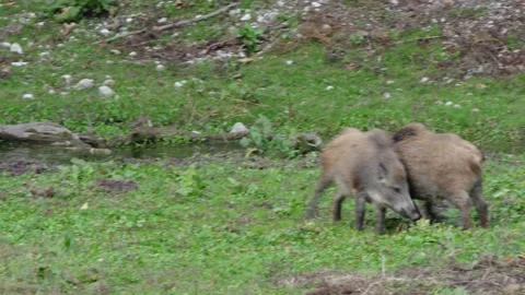 Wild boars fighting Stock Footage 292917370
