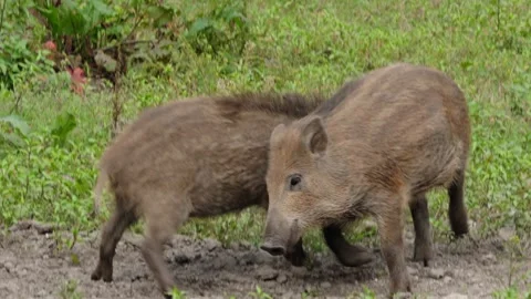 Wild boars fighting Stock Footage 292918196