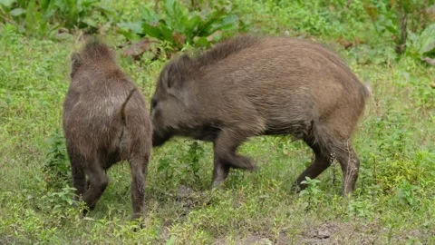 Wild boars fighting Stock Footage 292918588