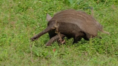 Wild boars fighting Stock Footage 292918589