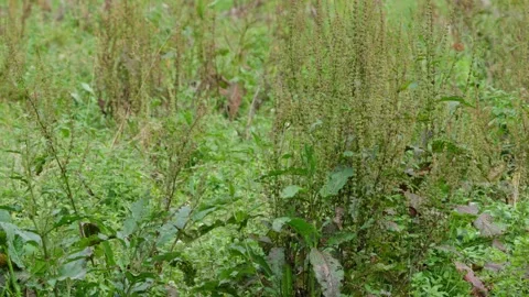 Wild boars fighting Stock Footage 292918629