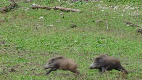 Wild boars fighting Stock Footage 292922466