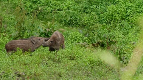 Wild boars fighting Stock Footage 292922596