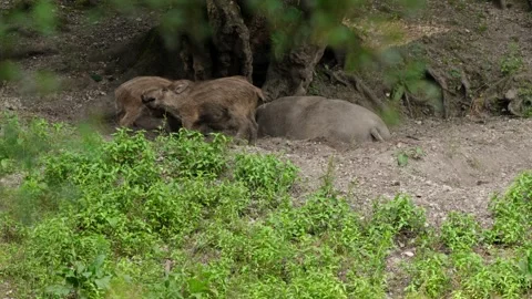 Wild boars fighting Stock Footage 292922609