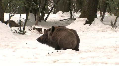 Wild boars fighting in snow Stock Footage 81361891