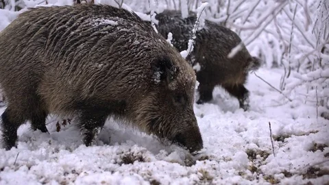 Wild boars fights in the woods in winter Vidéo 84004172