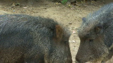 Wild boars Stock Footage 699982