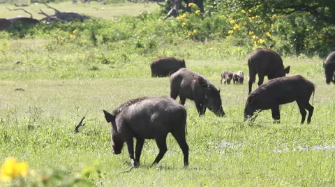 Wild boars Stockbeeldmateriaal 1077509