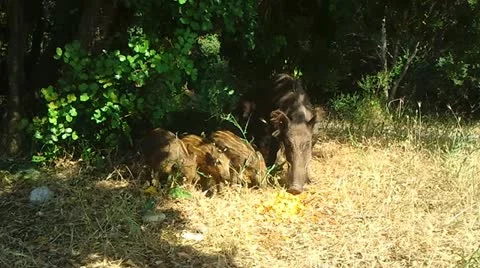 Wild Boars Stock Footage 12366888