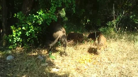 Wild Boars Stock-Footage 12367053