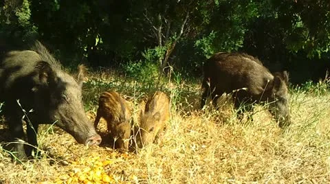 Wild Boars Video stock 12367214