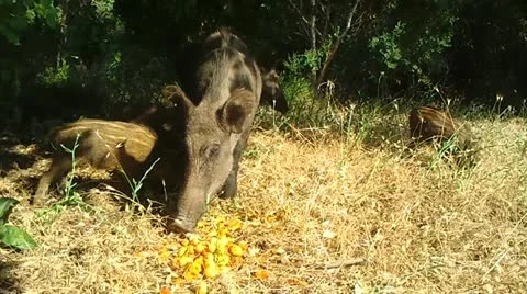Wild Boars Stock Footage 12367363