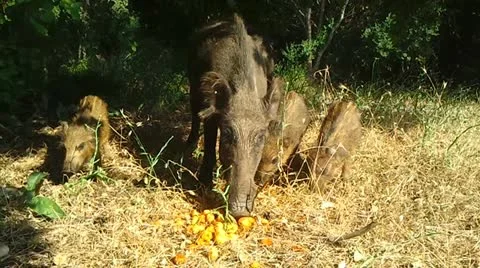 Wild Boars Stock Footage 12367457