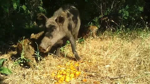 Wild Boars Stock Footage 12367598