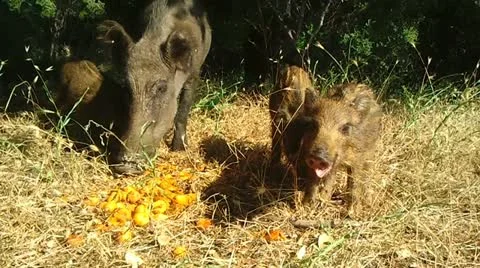 Wild Boars Video stock 12367762