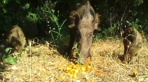 Wild Boars Stock Footage 12368067