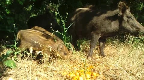 Wild Boars Stock Footage 12368157