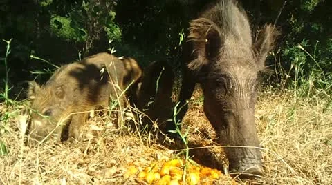 Wild Boars Stock Footage 12368328
